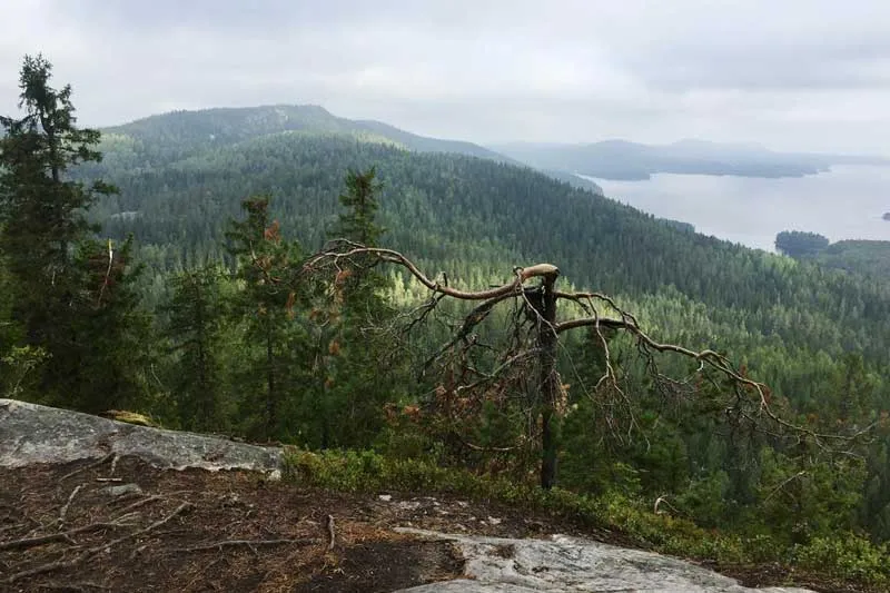 Kolin parhaat maisemat, osa 1/8: Maalauksellisin, Mäkrävaara